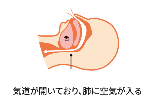 気道が開いており、肺に空気が入る